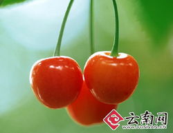 干旱減產(chǎn)致云南本地水果價格攀升，新鮮零售市場迎來挑戰(zhàn)